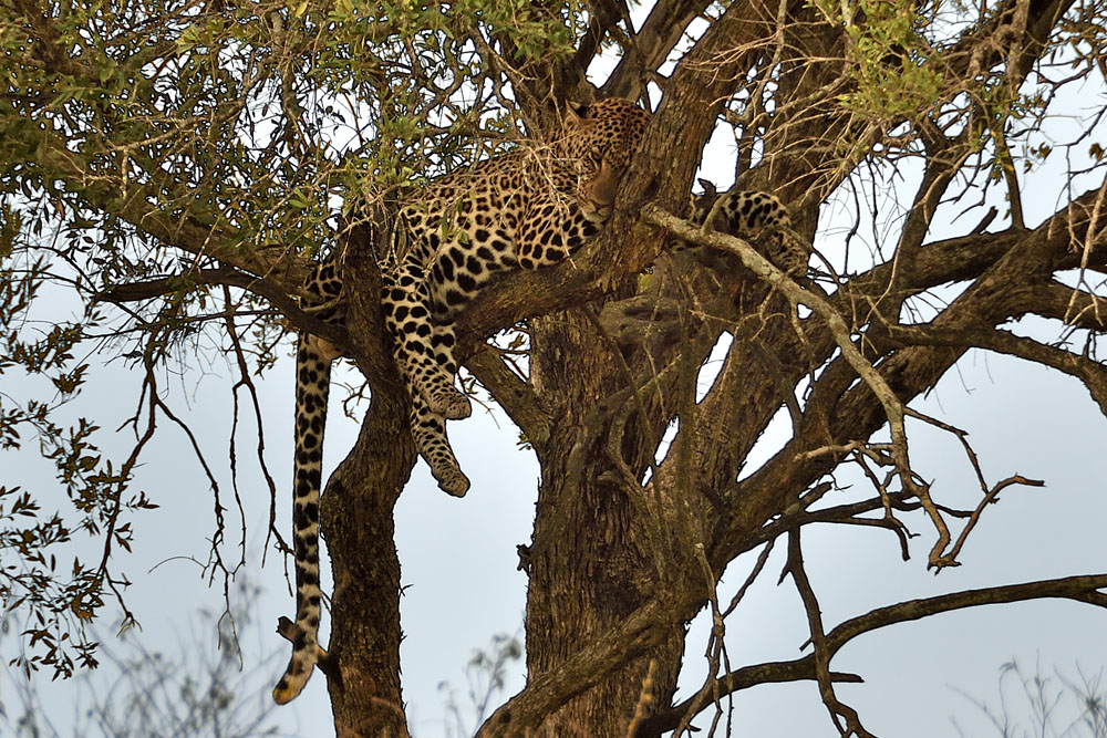 Leopard resting in tree just before spotting gnu calf below