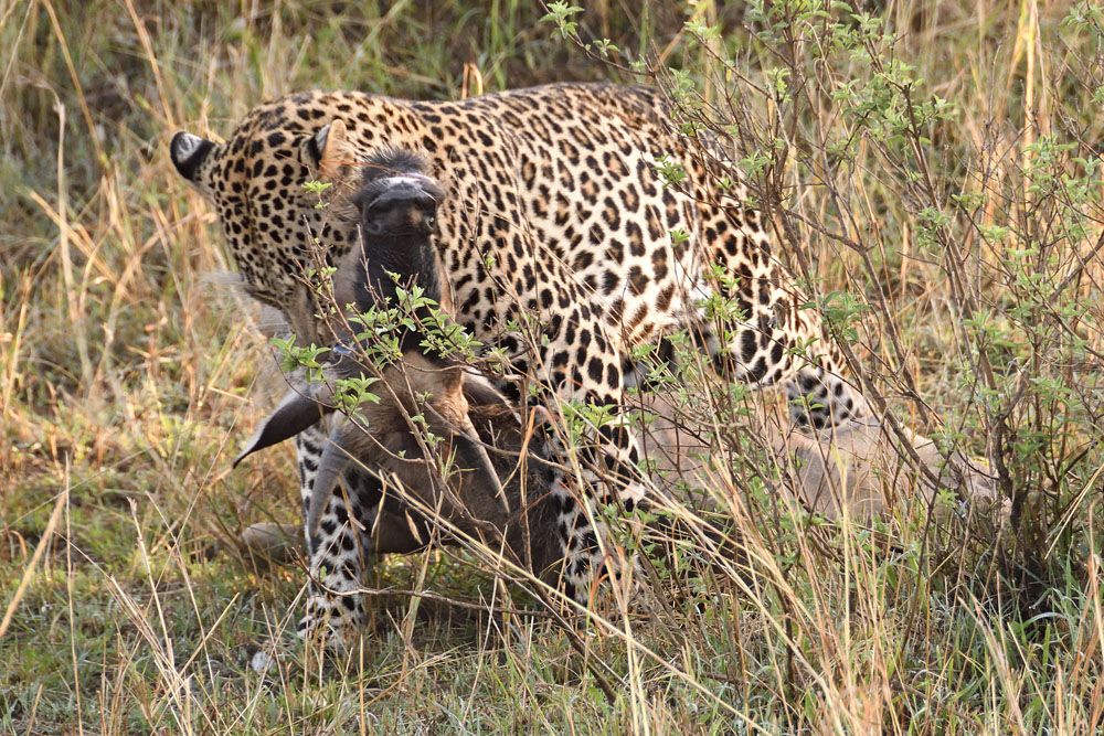 The leopard will not let go until the calf is suffocated