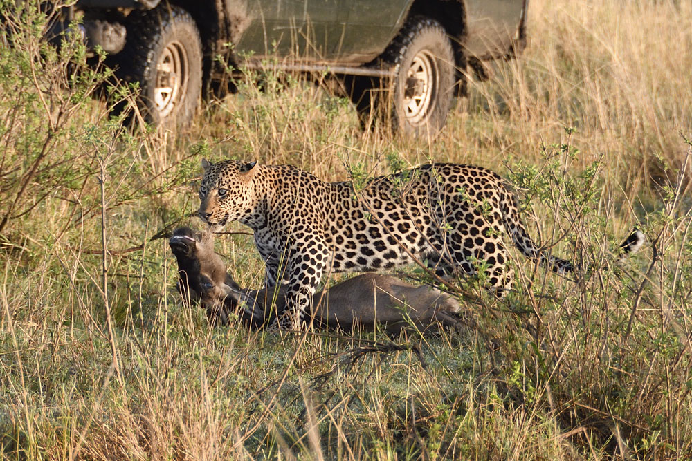 The leopard drags its kill into a thicket to hide it from scavengers