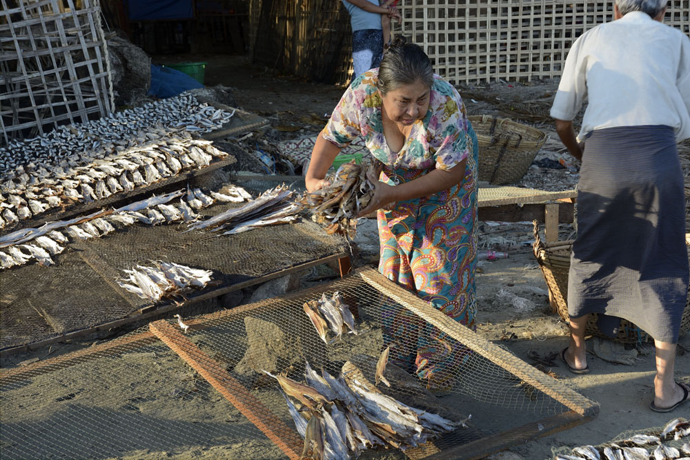 Woman laying out fish to dry