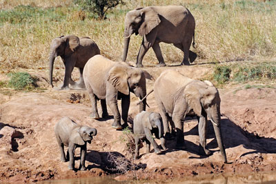 Elephants in Damaraland