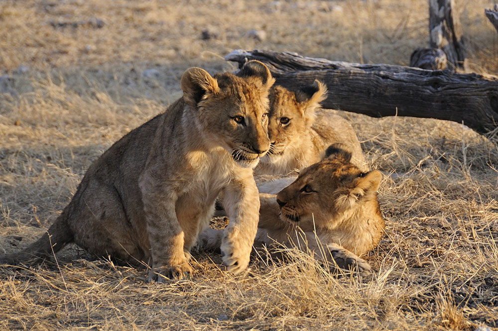 Older lion cubs