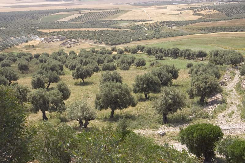 Tunisia 2005 - Dougga, olive trees