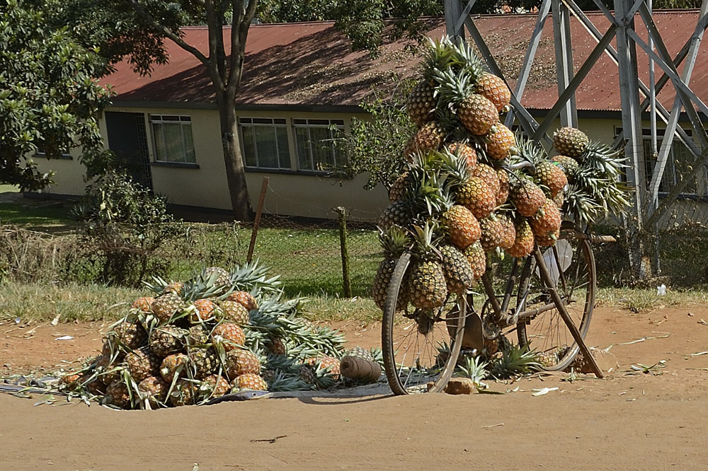 Bicycle being used to transport pineapples
