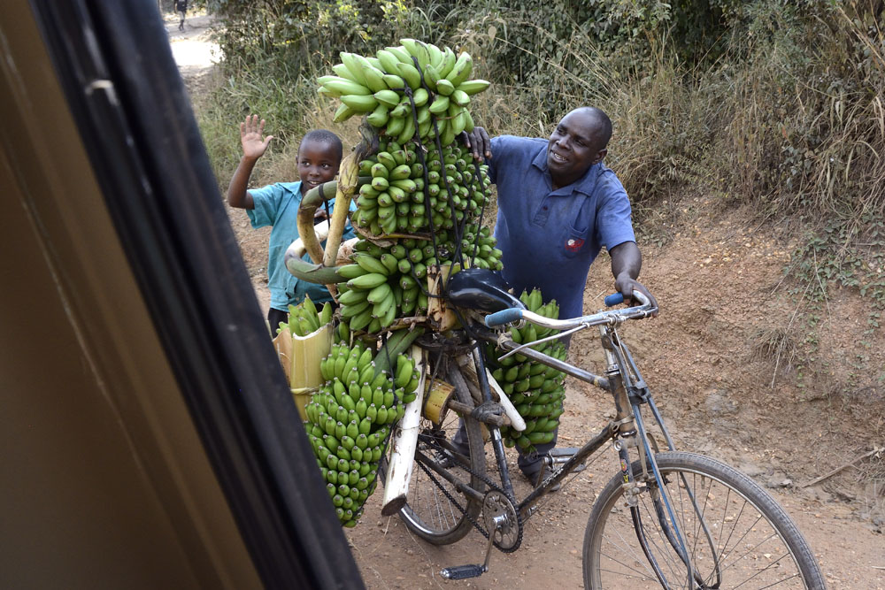 Bicycles are commonly used to haul bananas
